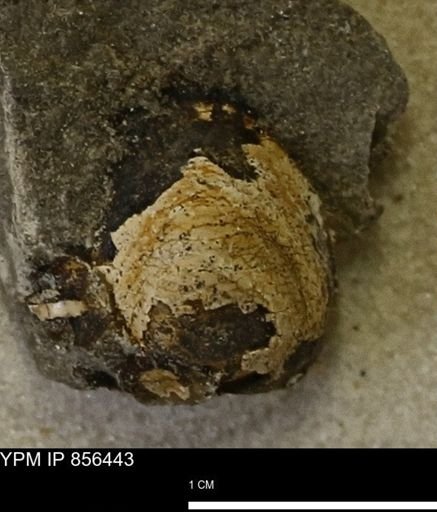 Limopsis striatopunctatus