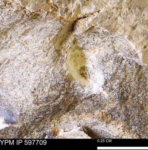 undet. Mollusca