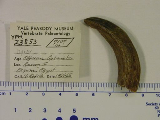 Hyracoidea