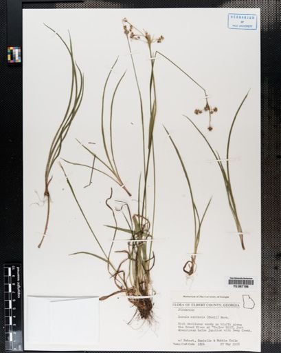 Plantae