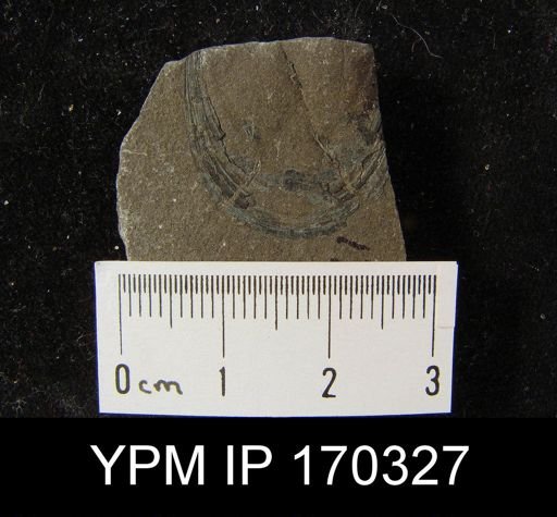 Lingula quebecensis