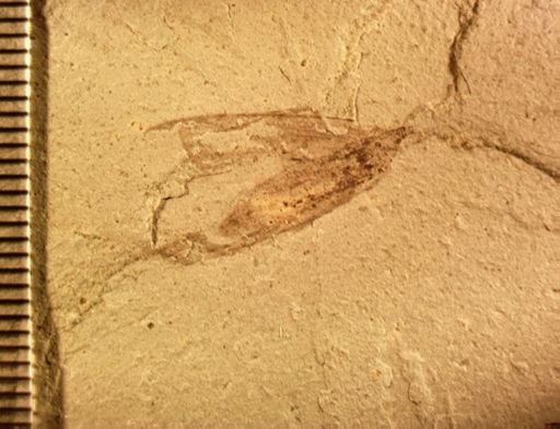 Lepidoptera?