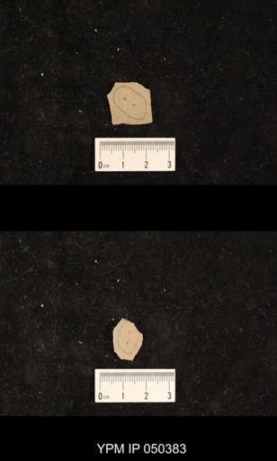 undet. Hexapoda