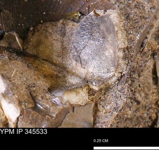 undet. Bivalvia