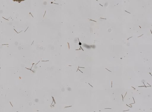 Haliclona sp.