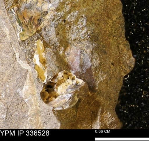 undet. Ammonoidea
