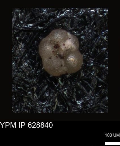 undet. Foraminiferida