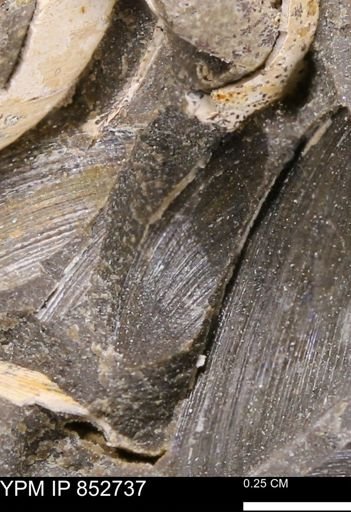 Limopsis striatopunctatus