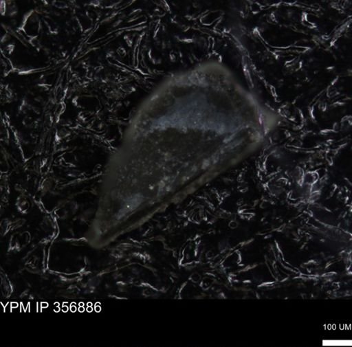 undet. Foraminiferida