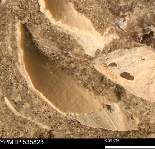 Limopsis striatopunctatus