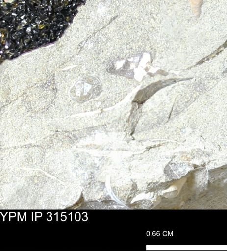 undet. Scaphitidae