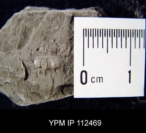 Trinucleus bellulus