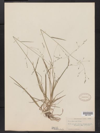 Poa alsodes