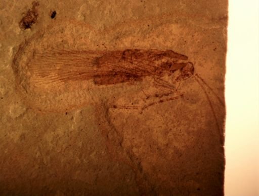 Oecanthinae?