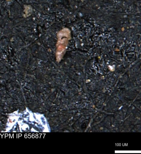 Verneuilinoides kansasensis