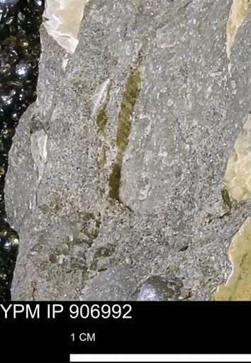 undet. Mollusca