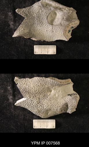 Heterotrypa frondosa