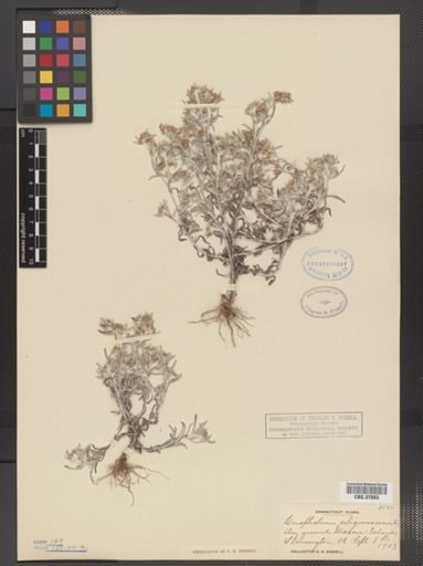 Gnaphalium uliginosum