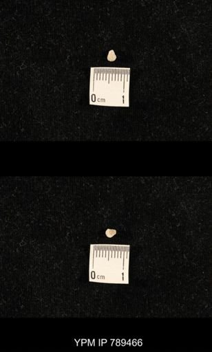 undet. Bryozoa