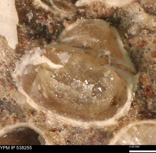 Corbulamella gregaria