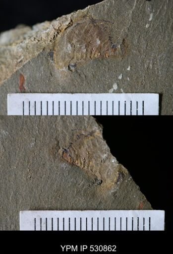 Xiphosurida?