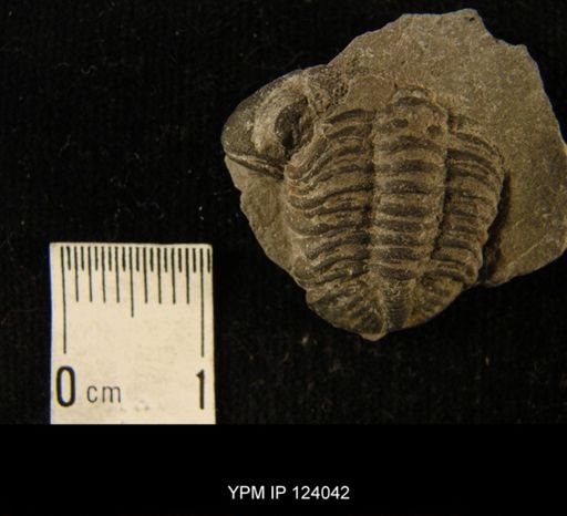 Phacops rana