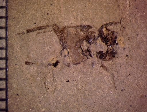 undet. Coleoptera