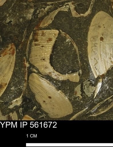 Limopsis sp.