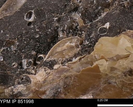 undet. Bivalvia