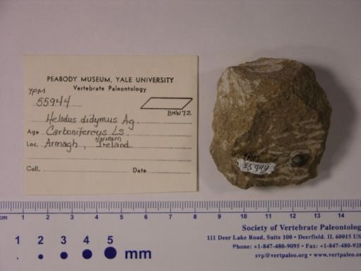 Helodus didymus