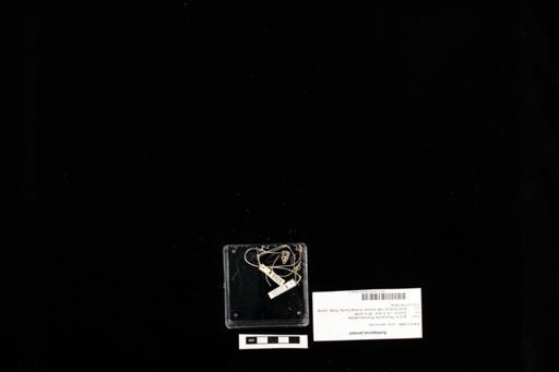 Sceloporus jarrovii