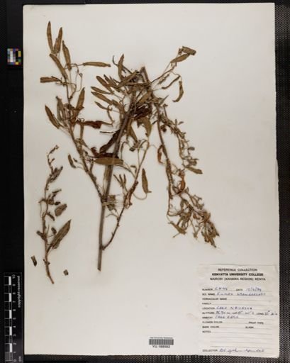 Plantae