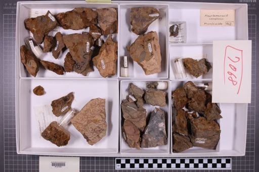 mixed taxa, stratigraphic collection
