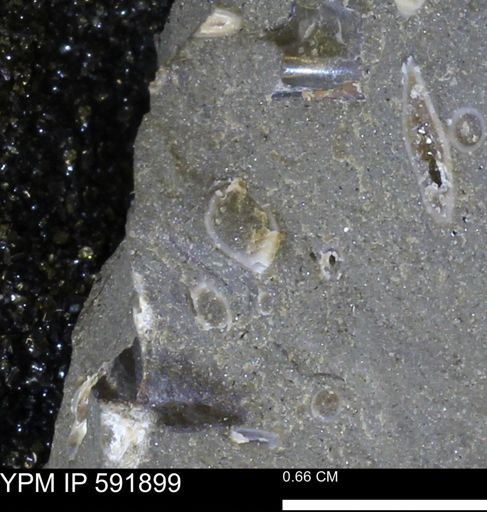 Serpulidae