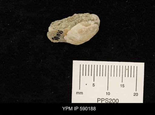 undet. Bivalvia
