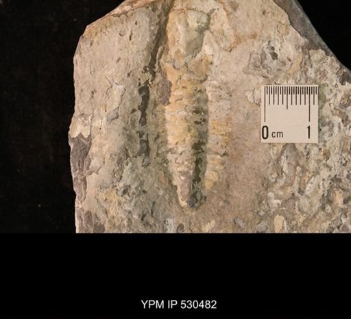 Trilobita