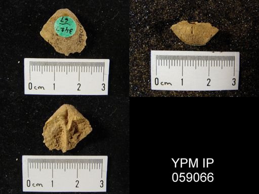 Gypidula multicostata