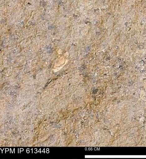 Scaphites sp.