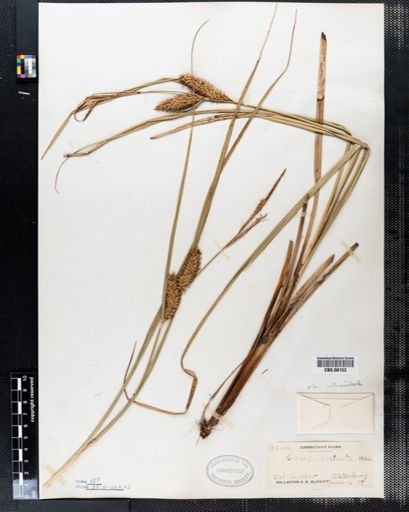 Carex rostrata