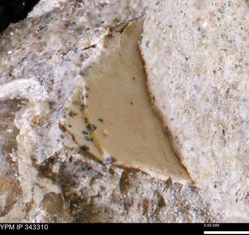 undet. Bivalvia