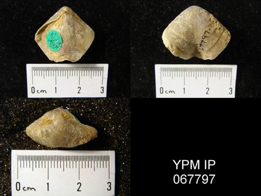 Meristella atoka
