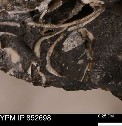 Limopsis striatopunctatus
