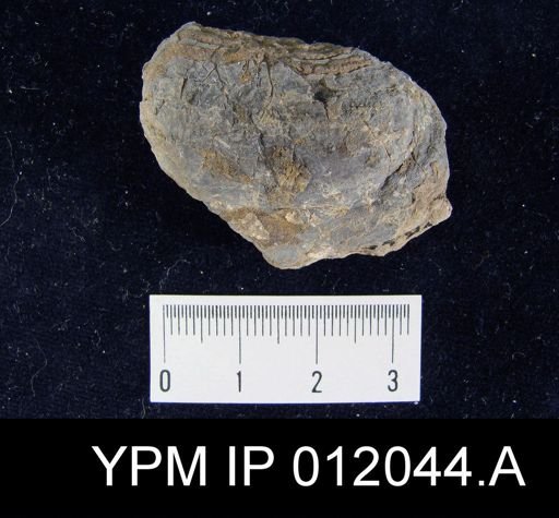 Lyttonia nobilis americanus