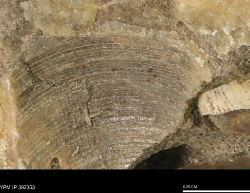 Limopsis striatopunctatus