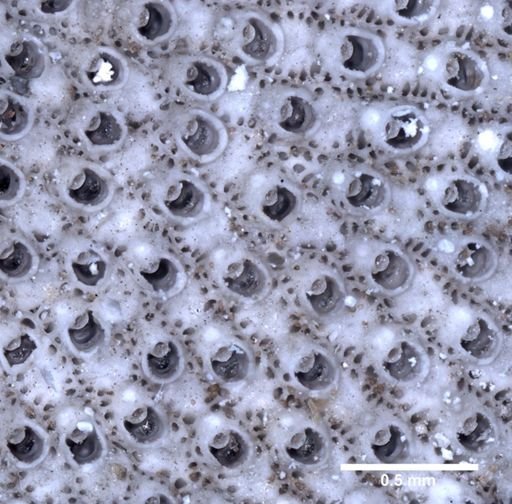 Porella acutirostris