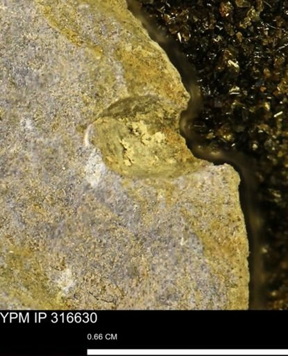 undet. Mollusca