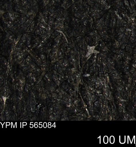 undet. Porifera
