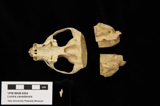 Lontra canadensis