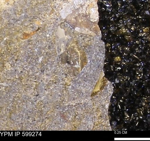 Protocardia subquadrata