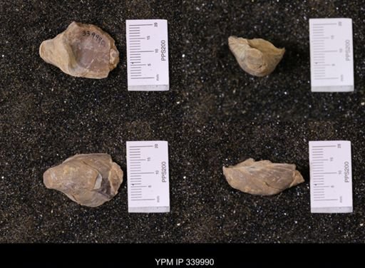 Ostrea soleniscus